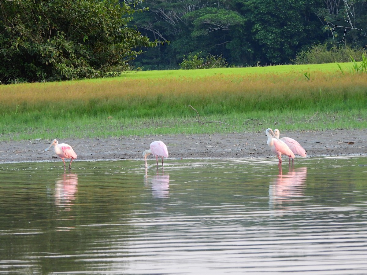 Roseate Spoonbill - ML549916391