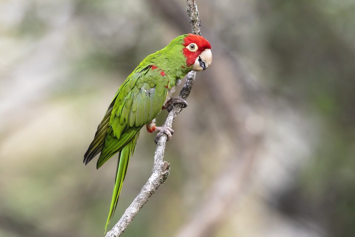 Red-masked Parakeet - ML549918261