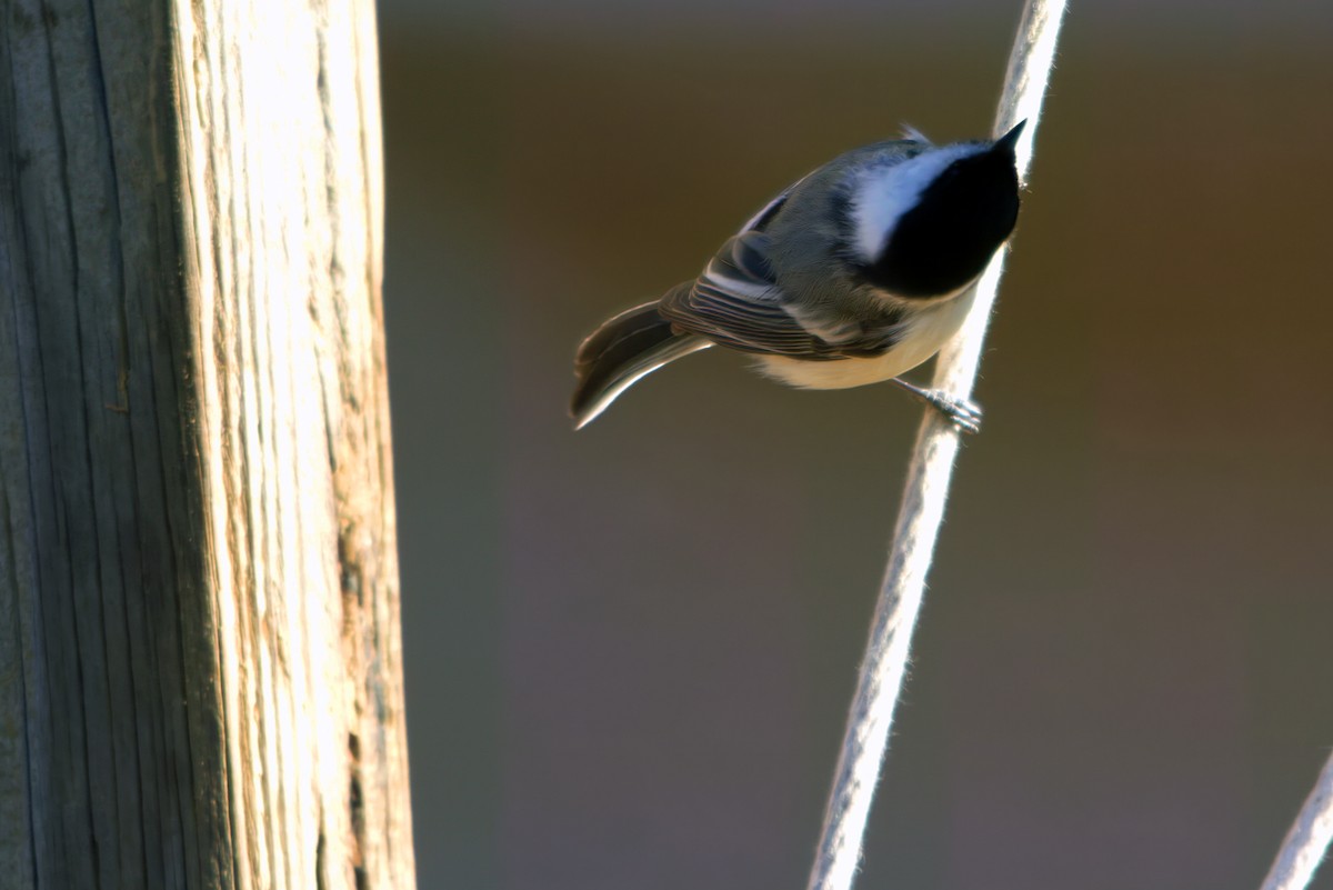Black-capped Chickadee - ML549918591