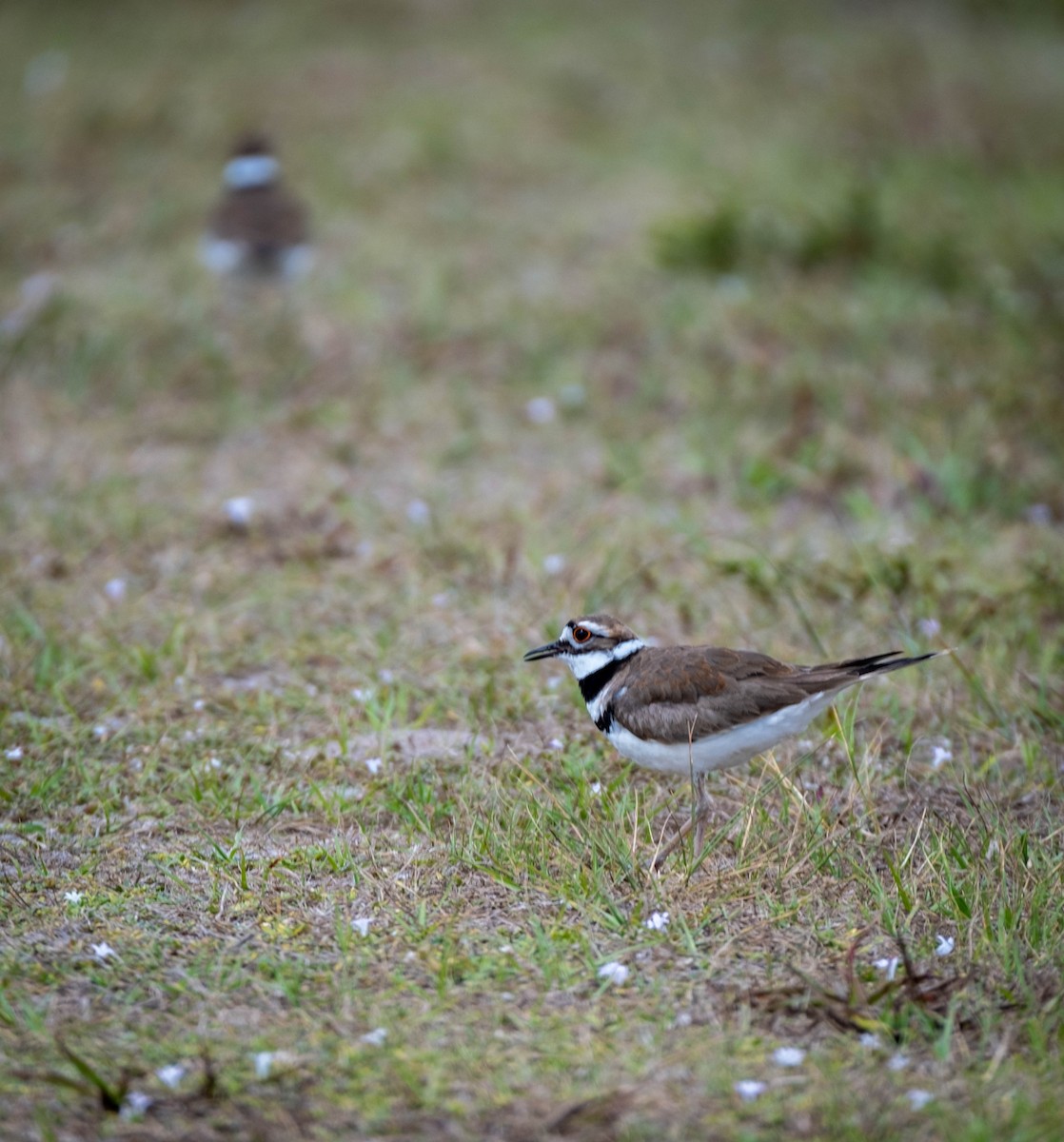 Killdeer - ML549918841