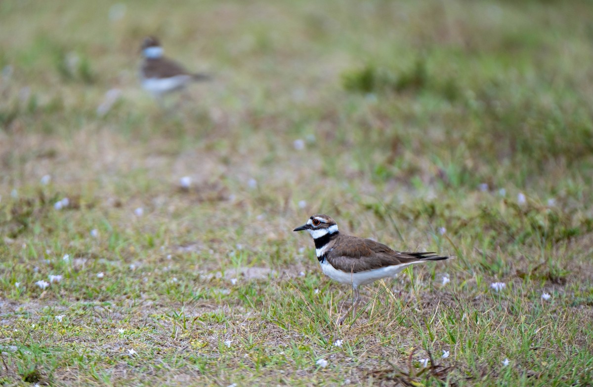 Killdeer - ML549918851