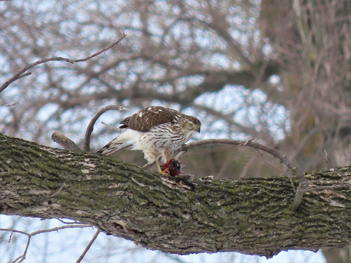 Cooper's Hawk - ML549918891