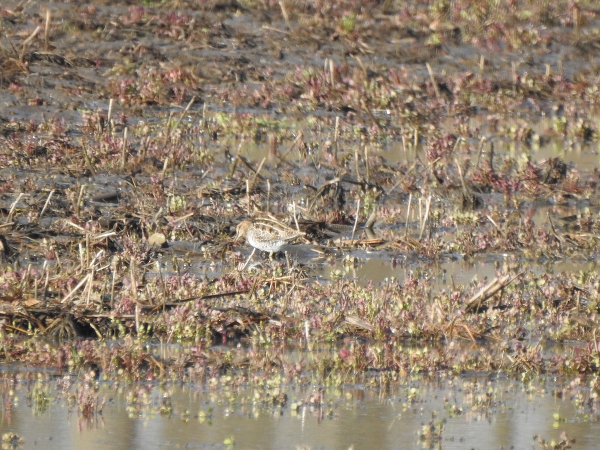 Wilson's Snipe - ML549919761