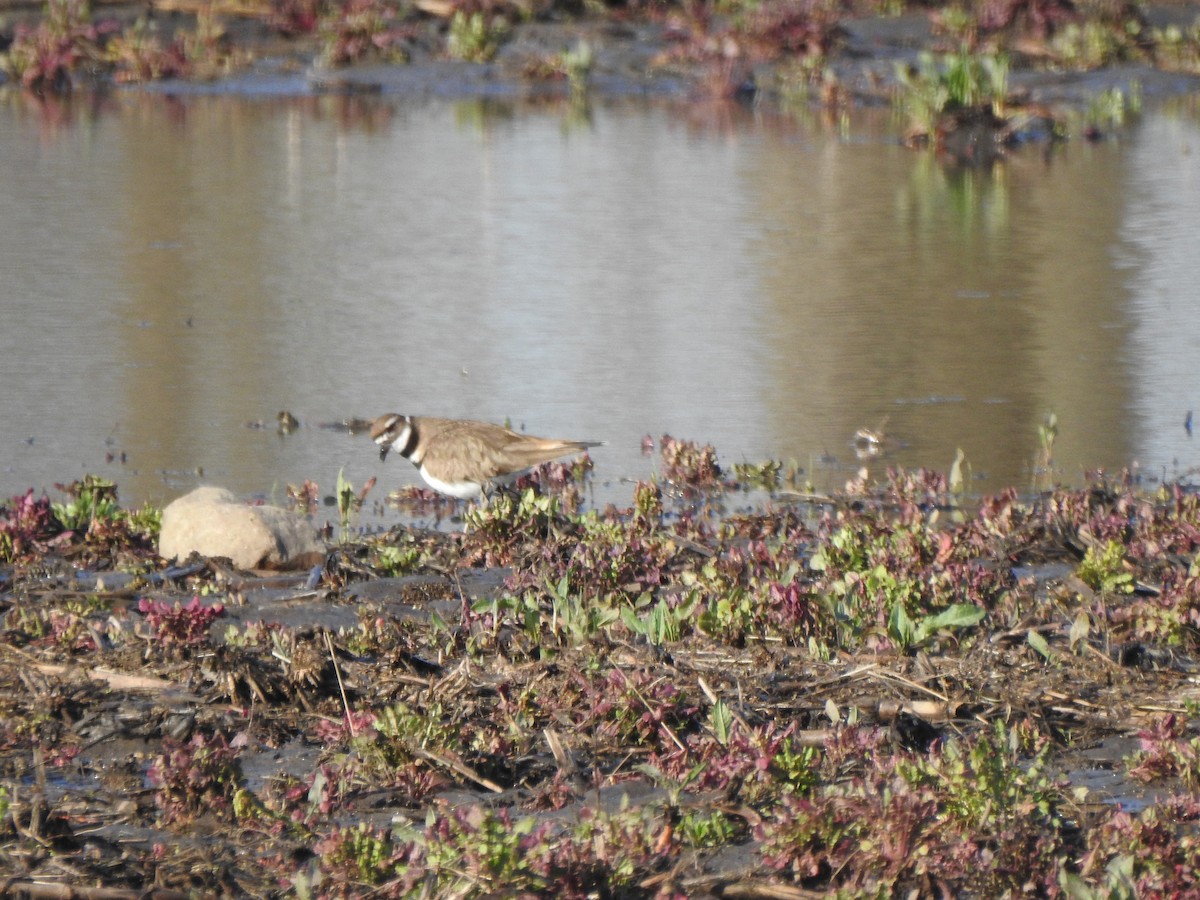 Killdeer - Ron Marek