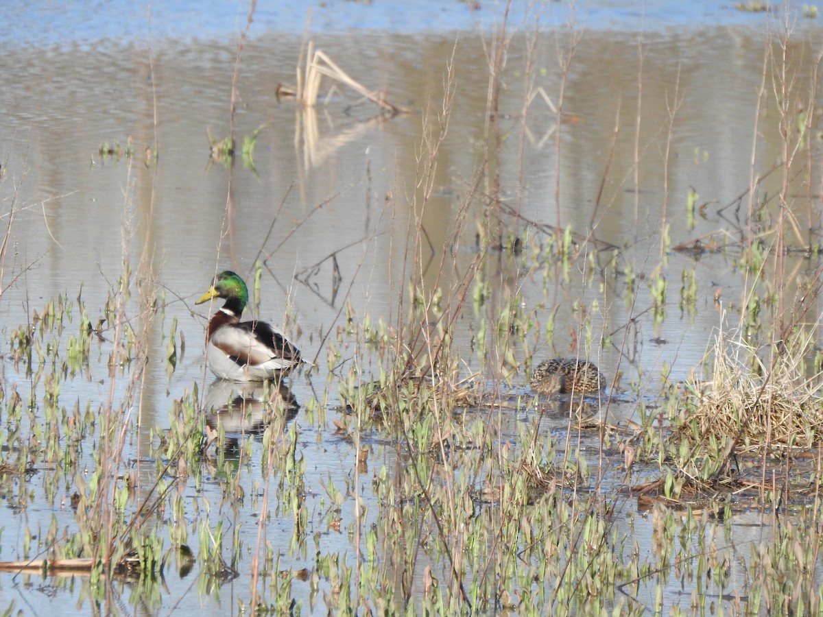 Canard colvert - ML549919891