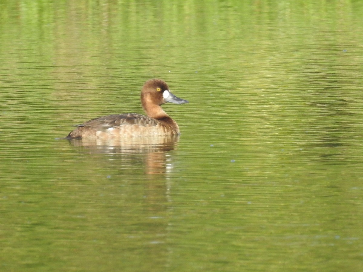 Lesser Scaup - Nicolás Díaz Pérez