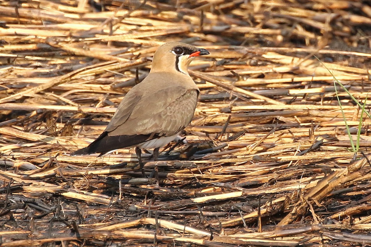 Oriental Pratincole - ML549920401