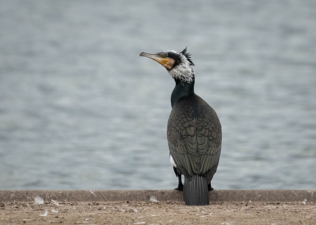 Great Cormorant - Filipe Leitão