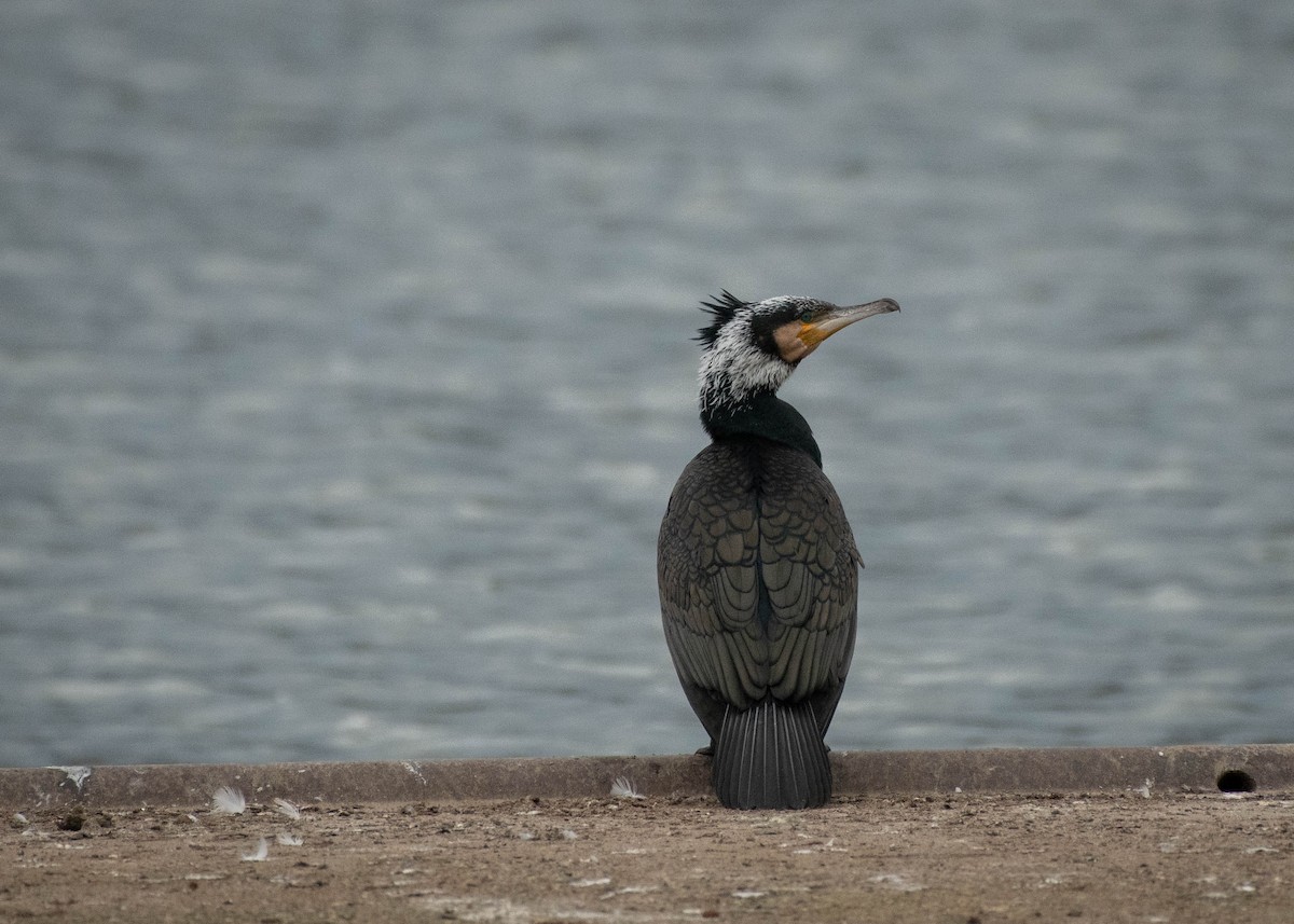 Great Cormorant - Filipe Leitão