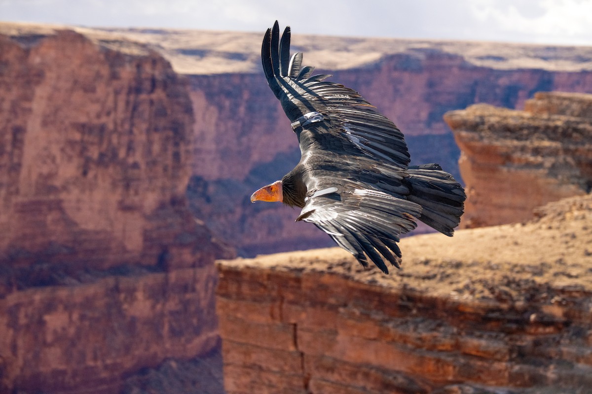 Condor de Californie - ML549921131