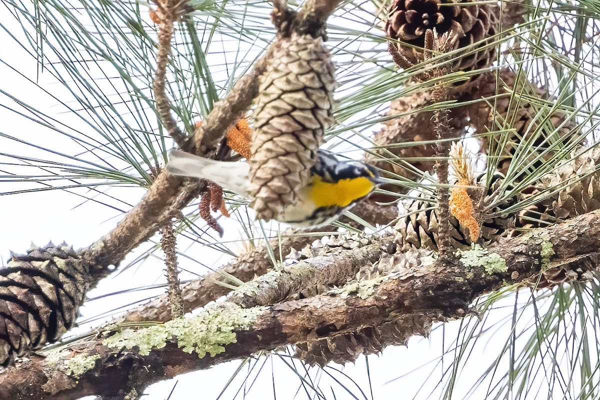 Yellow-throated Warbler - Sandy & Bob Sipe