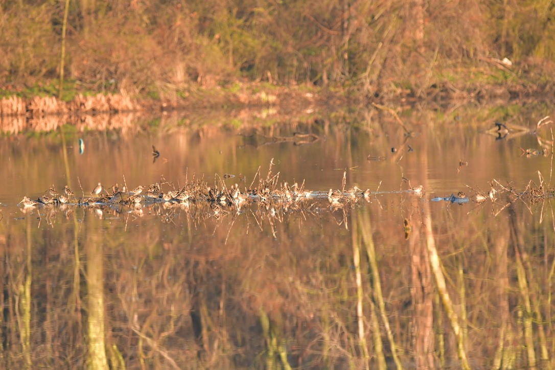 Wilson's Snipe - Vinobha Pannerselvam