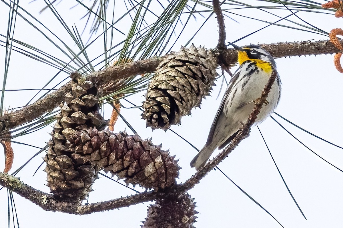 Yellow-throated Warbler - ML549923941