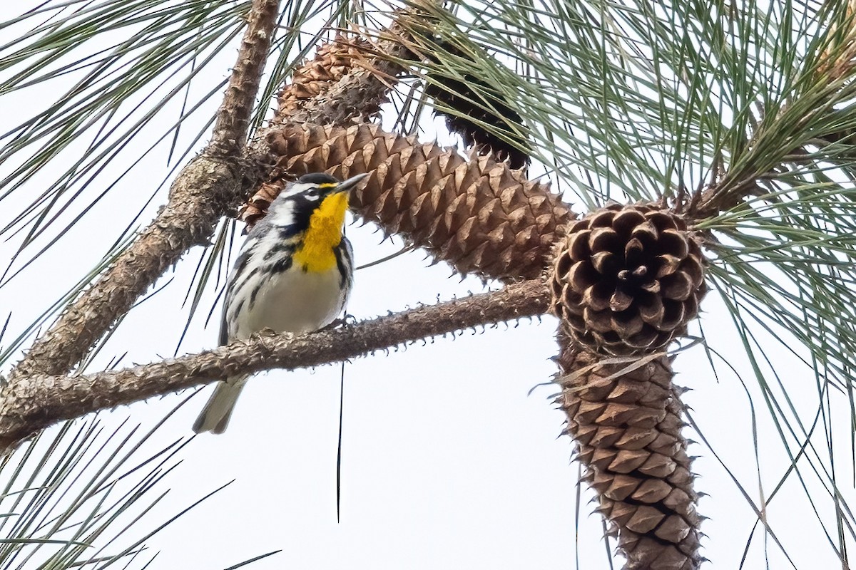 Yellow-throated Warbler - Sandy & Bob Sipe