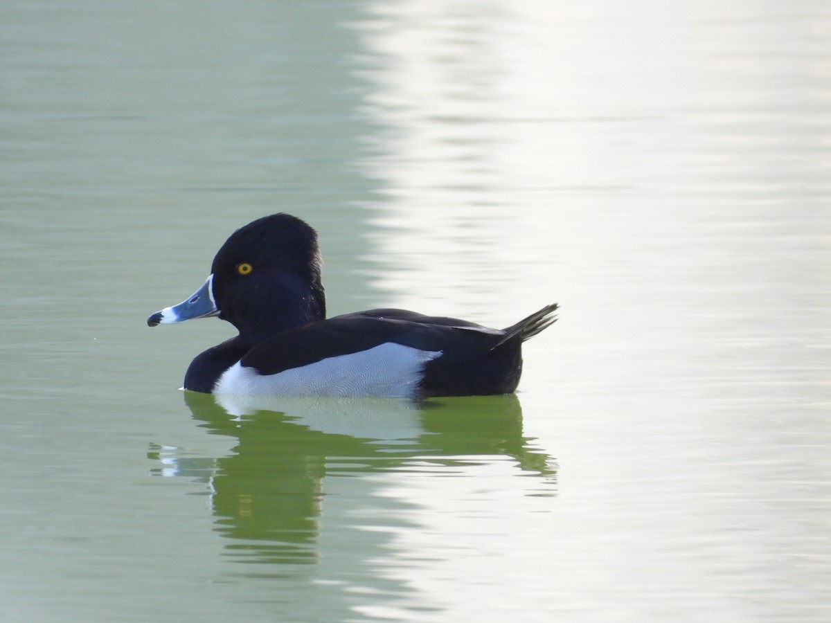 Ring-necked Duck - ML549924791