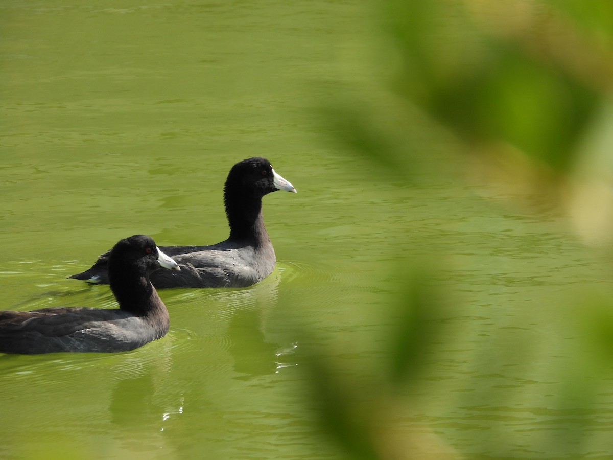 American Coot - ML549925011