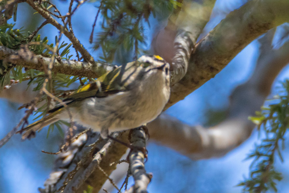 Golden-crowned Kinglet - ML549925111