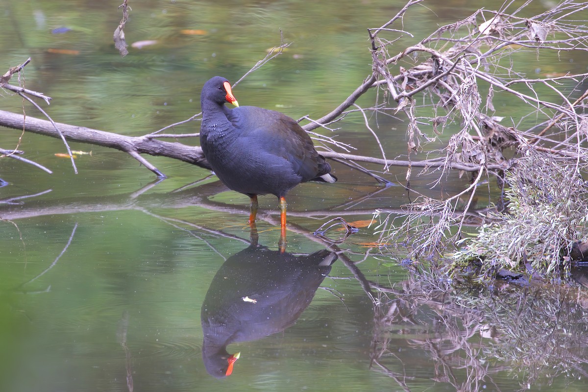 Dusky Moorhen - ML549925581