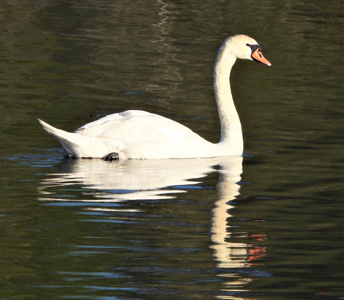Mute Swan - ML549926141