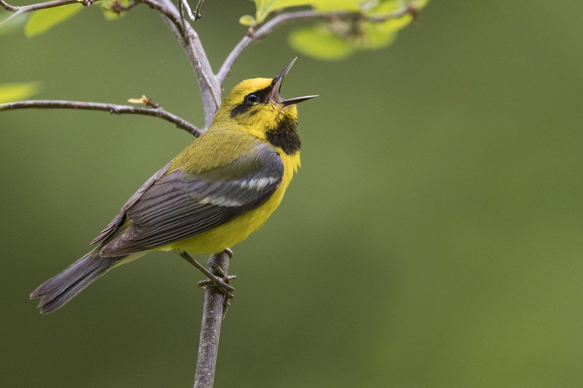 Lawrence's Warbler (hybrid) - Michael Stubblefield