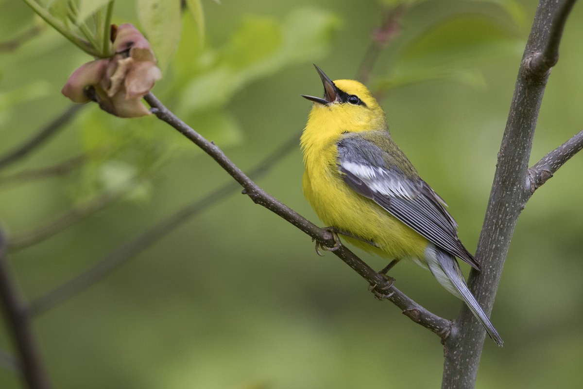 Blue-winged Warbler - Michael Stubblefield