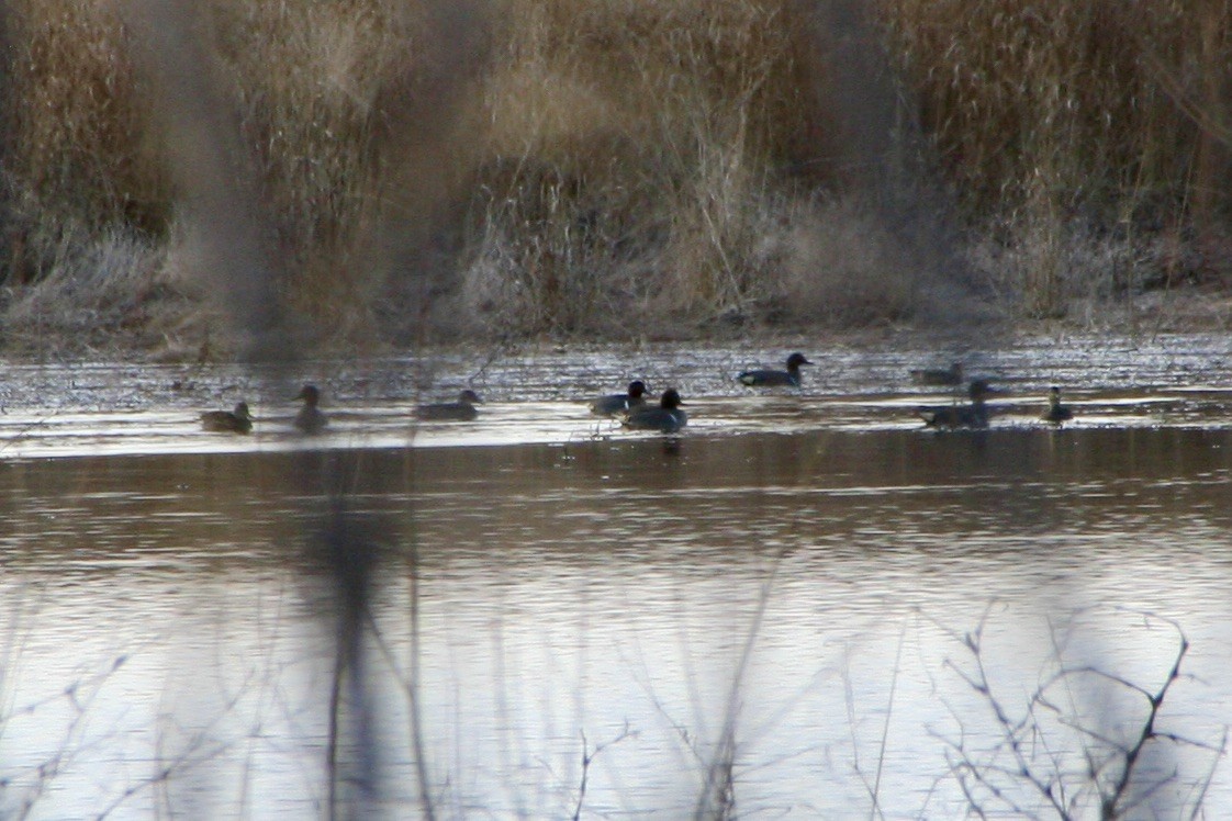 Green-winged Teal - Zita Robertson