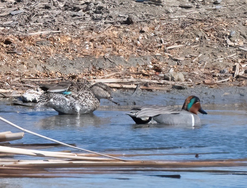 Green-winged Teal - ML549930851