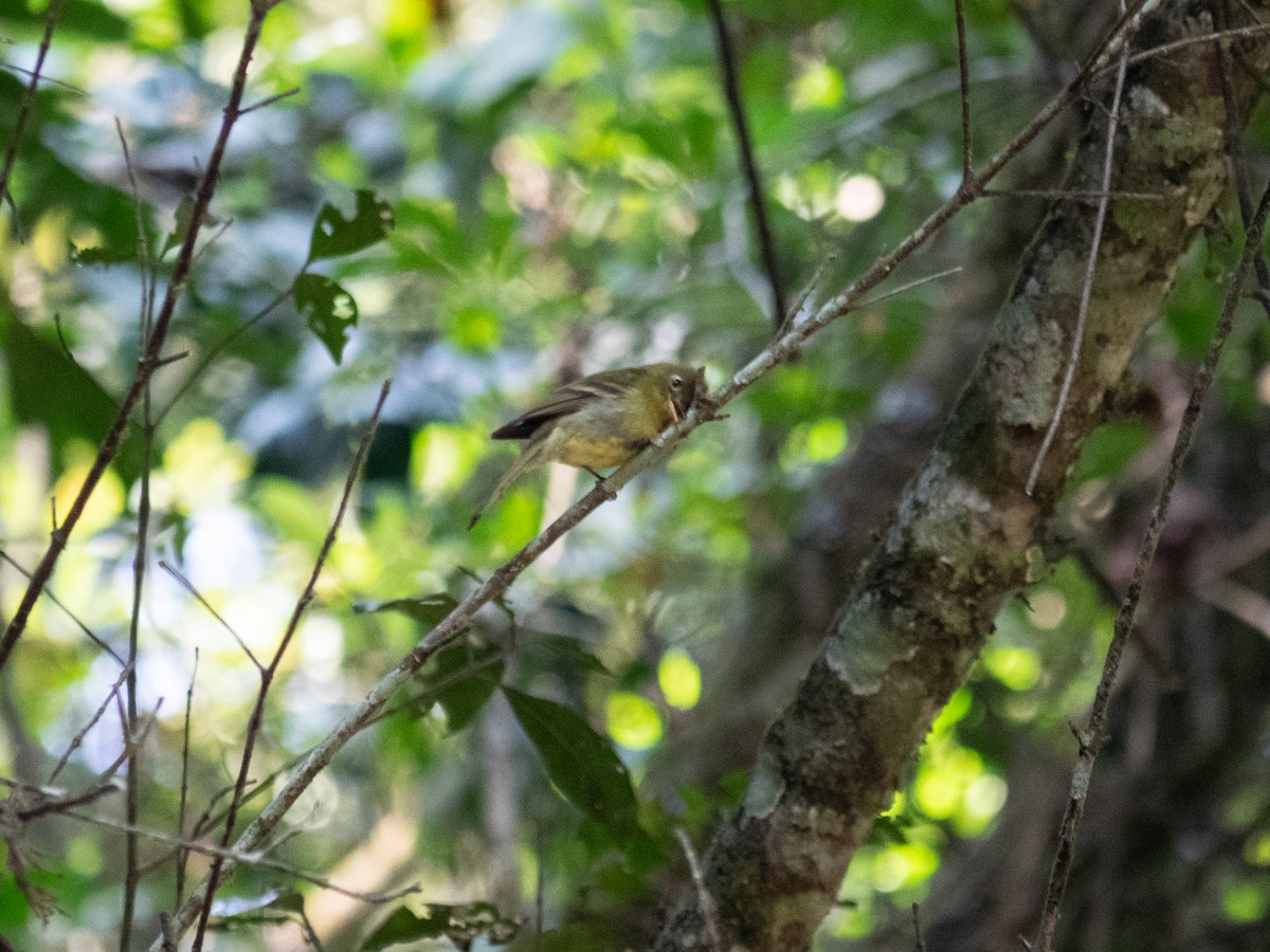 Yellowish Flycatcher - ML549931641