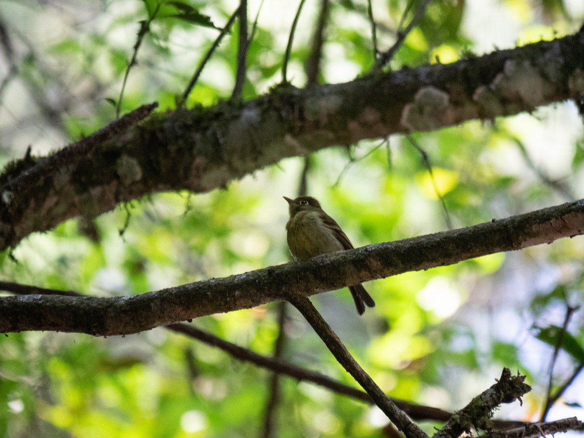 Yellowish Flycatcher - ML549931651