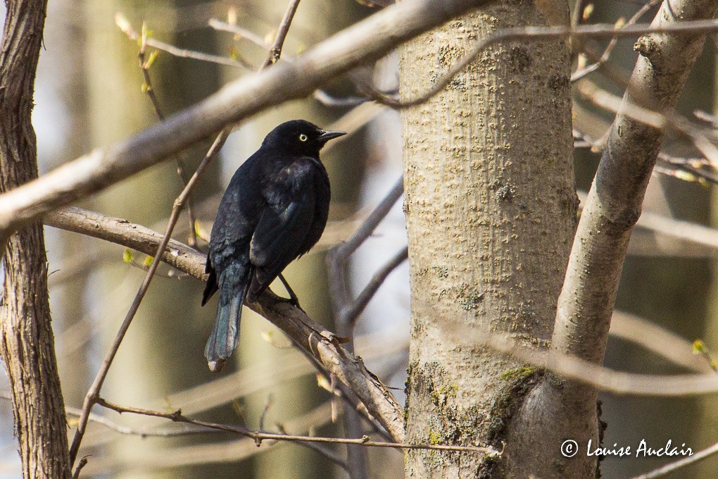 Rusty Blackbird - ML54993181