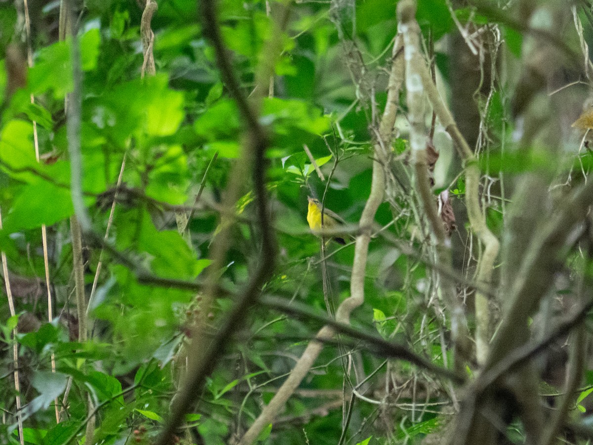 Paruline à couronne dorée - ML549932761