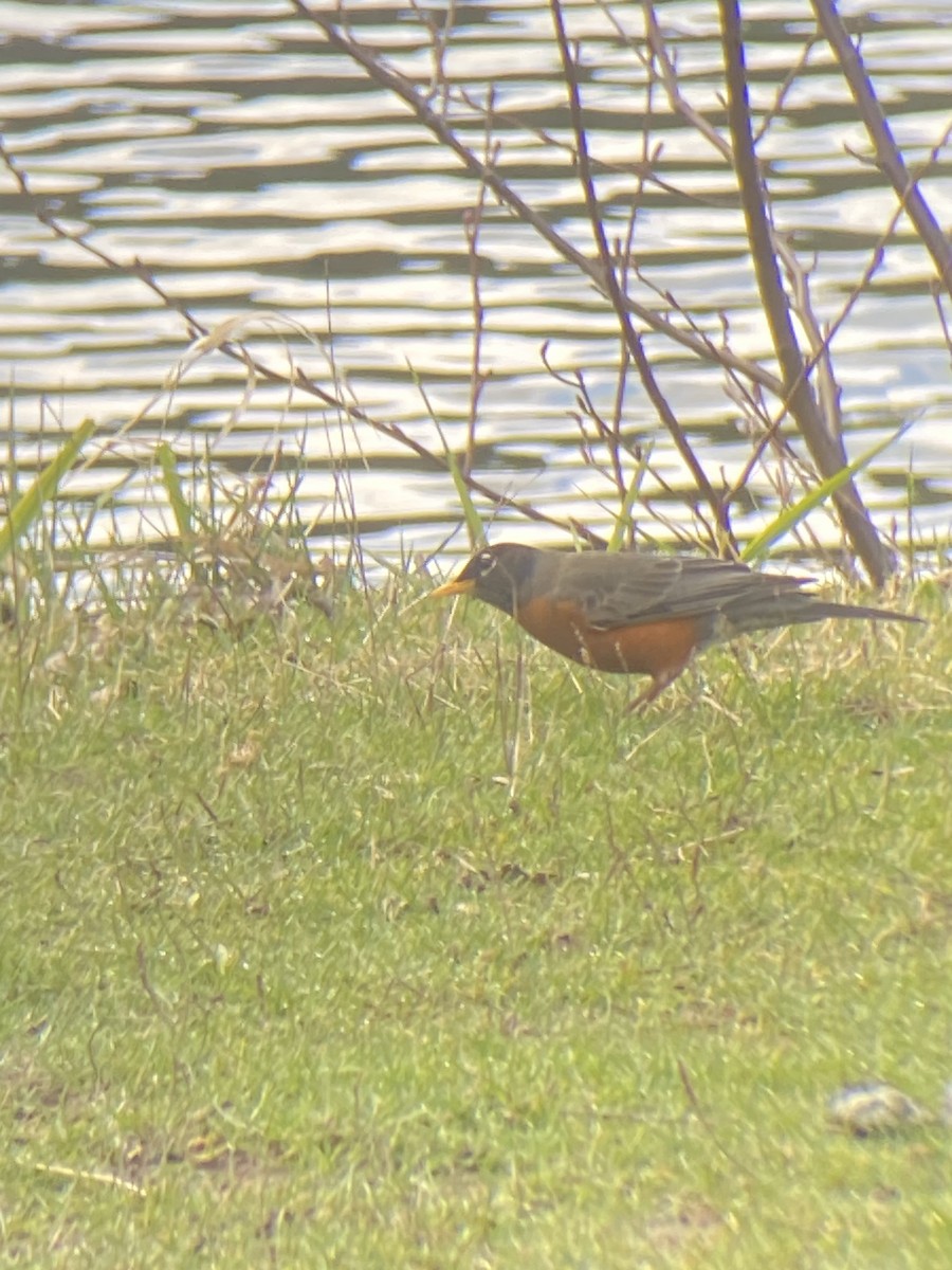 American Robin - ML549933161