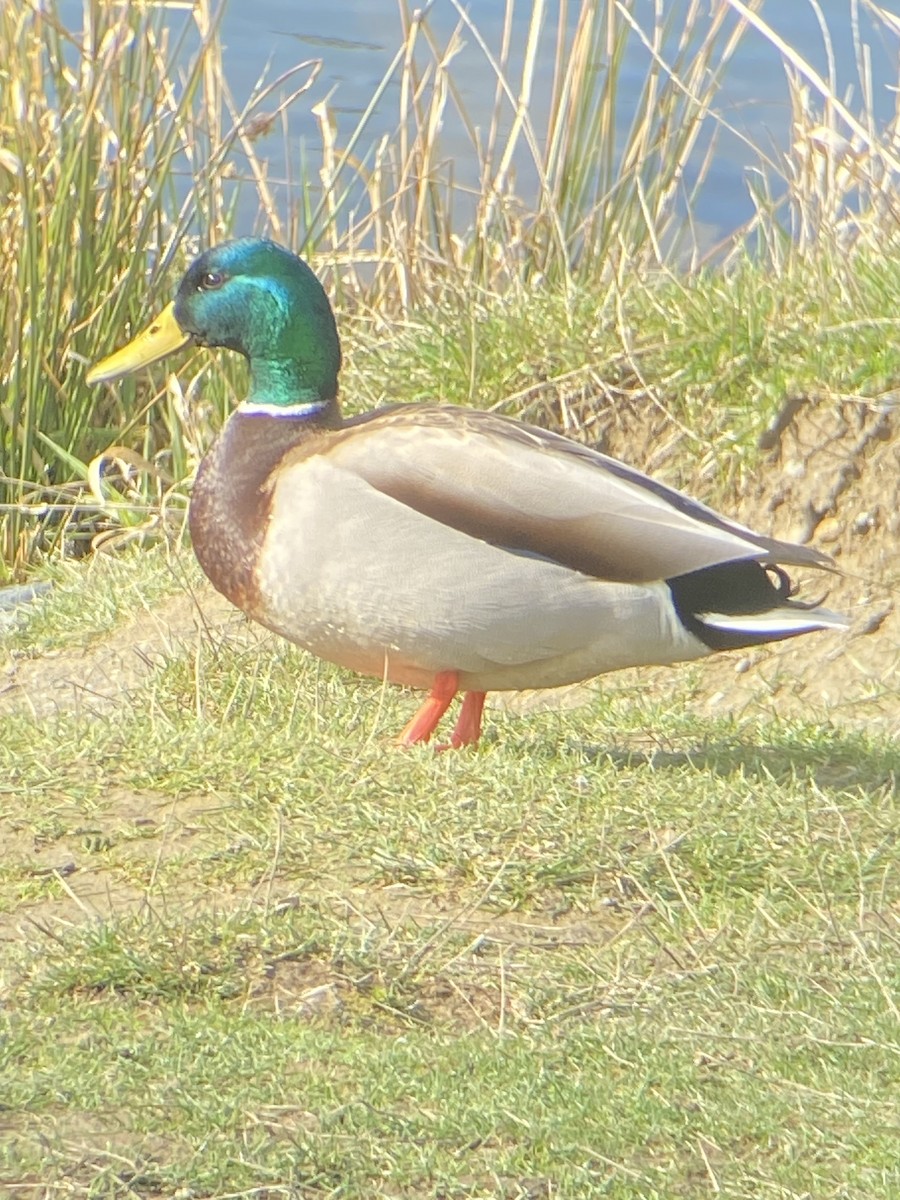 Mallard - ML549933201