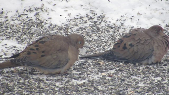 Mourning Dove - ML549934311