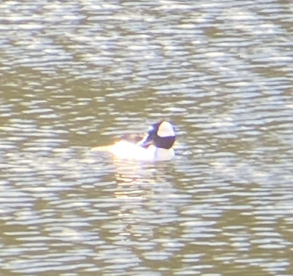 Bufflehead - ML549934331