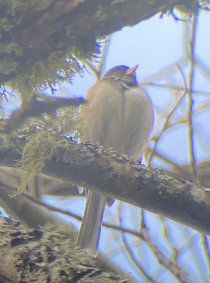 Dark-eyed Junco - ML549935211