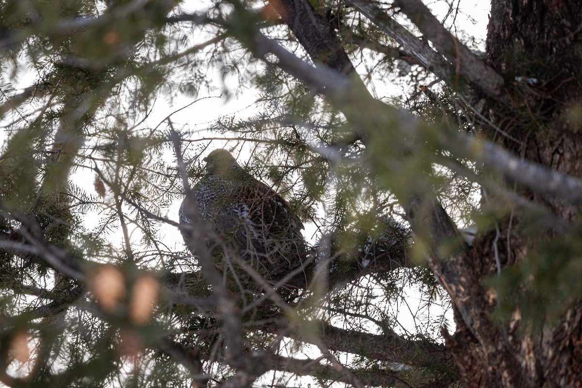 Dusky Grouse - Mike Thompson