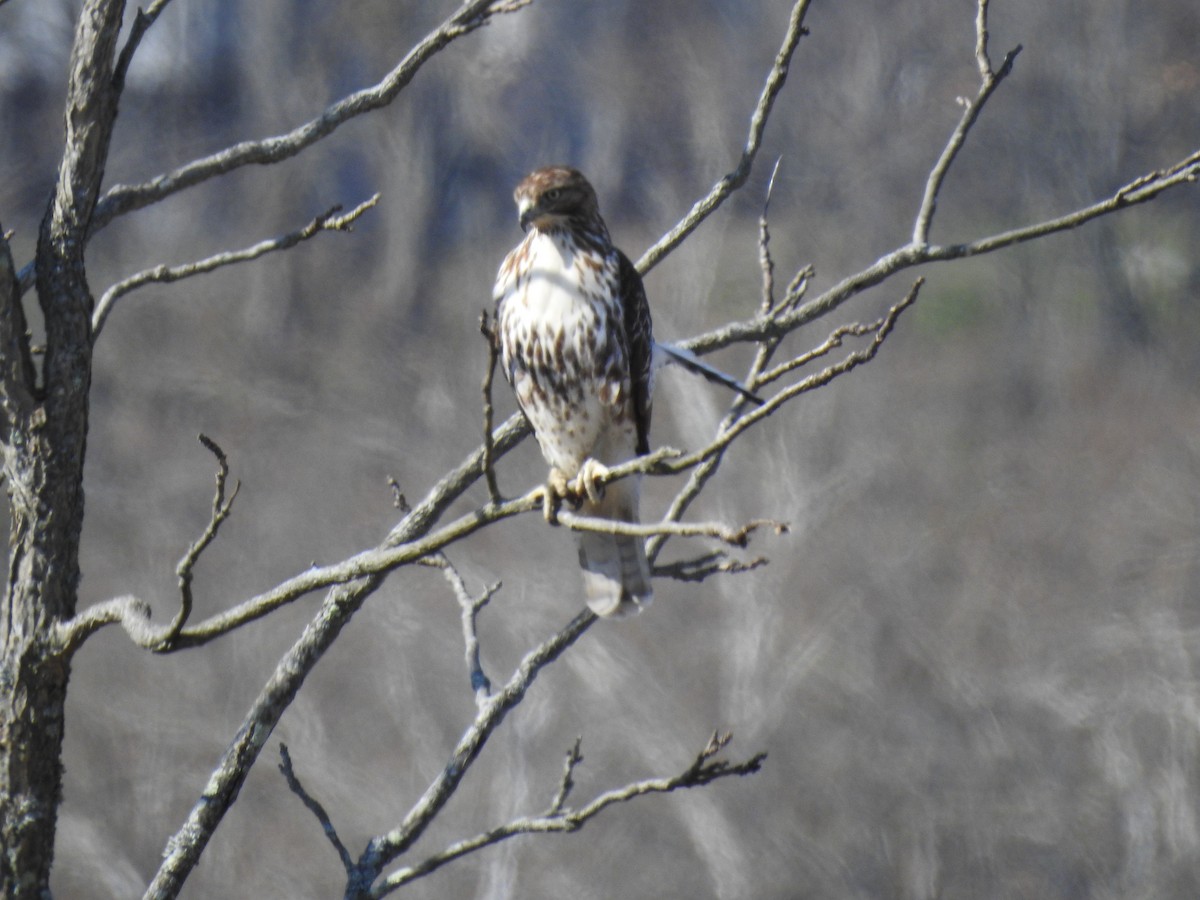 Red-tailed Hawk - ML549935961