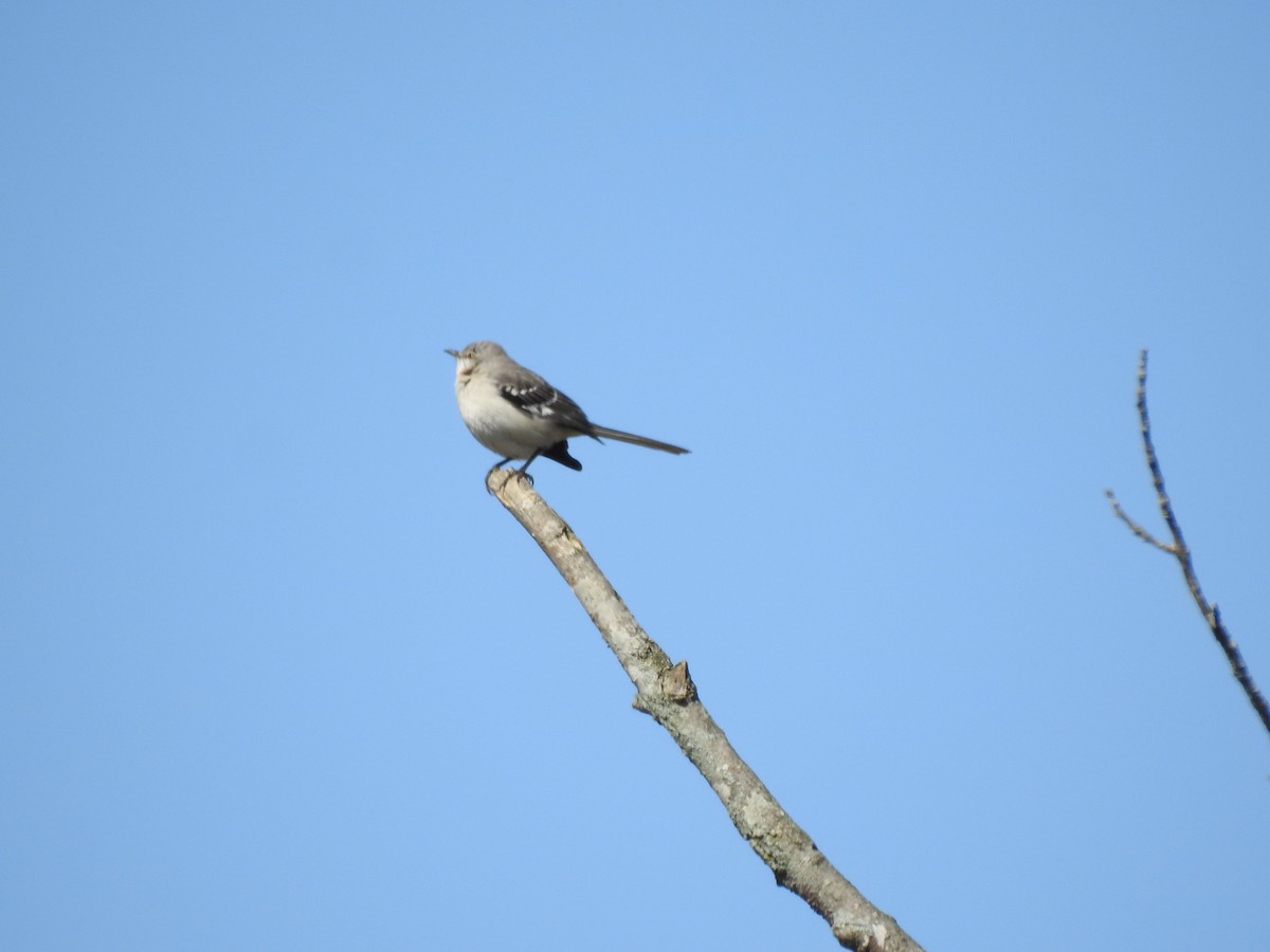 Northern Mockingbird - ML549936431