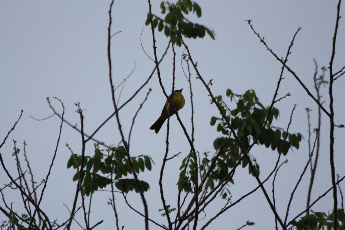 Couch's Kingbird - ML54993731