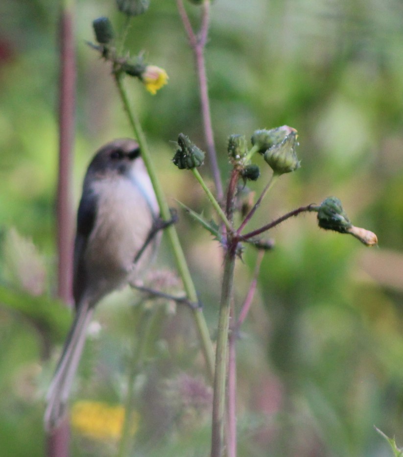 Bushtit - ML549938631