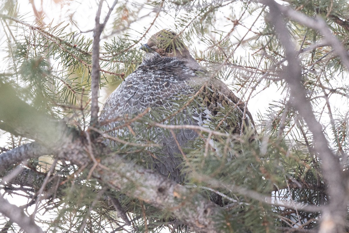 Dusky Grouse - Mike Thompson