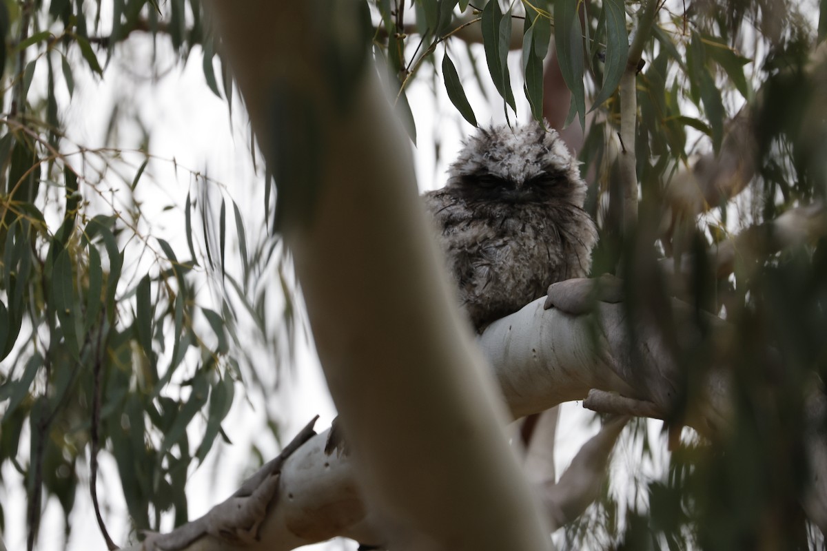 Tawny Frogmouth - ML549939091