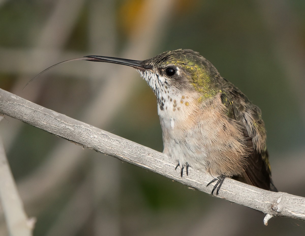 Calliope Hummingbird - Gordon Karre