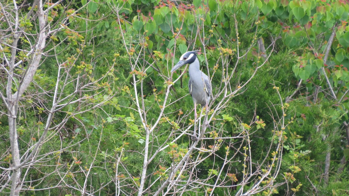 Yellow-crowned Night Heron - ML549940011