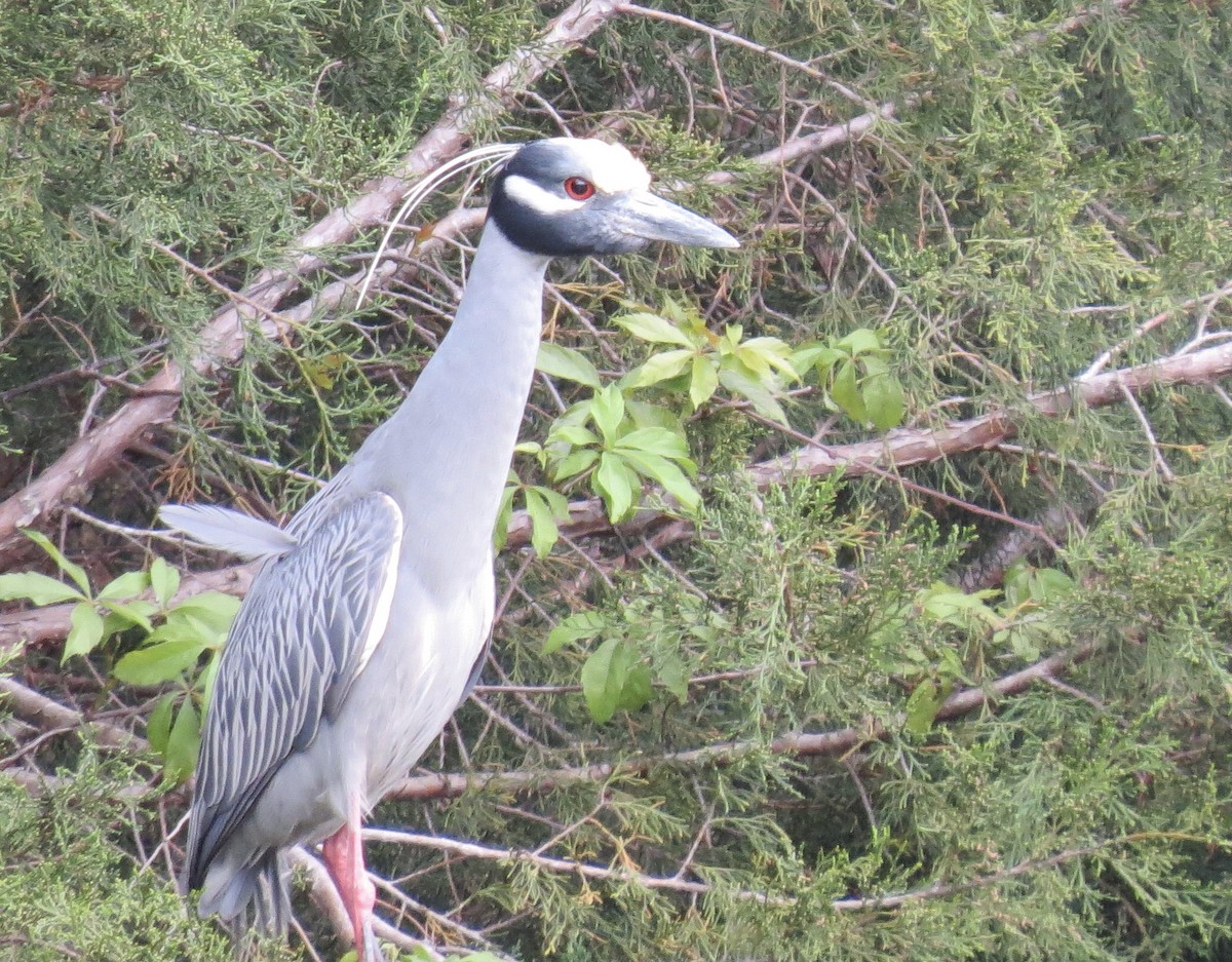 Yellow-crowned Night Heron - ML549940021