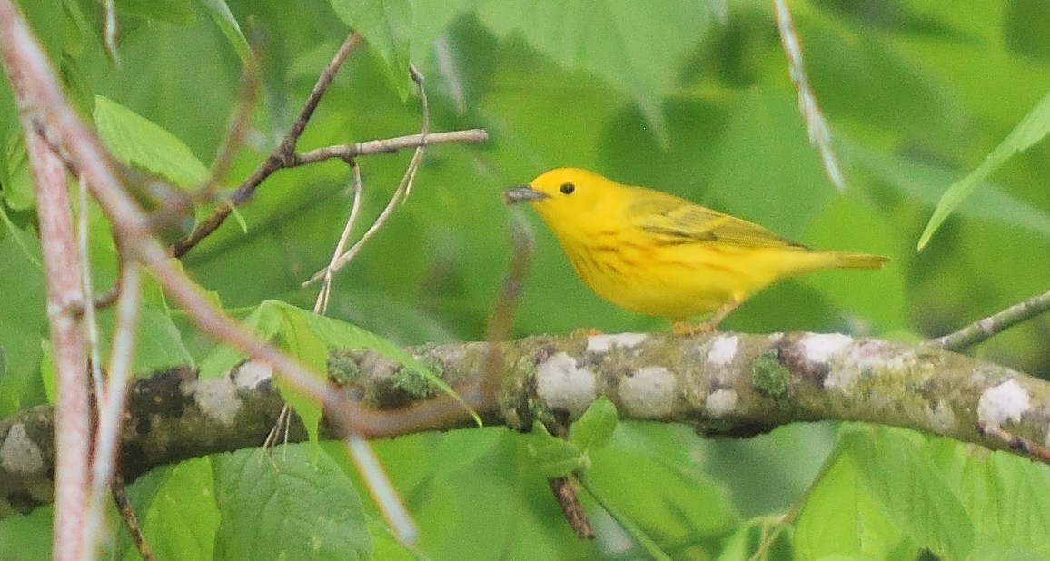 Yellow Warbler - ML54994011