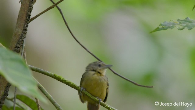 Checker-throated Stipplethroat - ML549940161