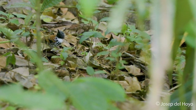 Spotted Antbird - ML549940301