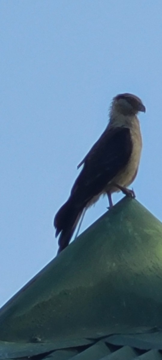 Yellow-headed Caracara - ML549940471